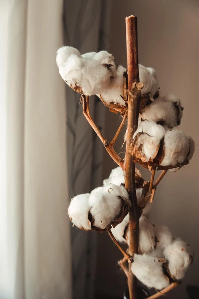 Quelles différences entre coton bio et coton traditionnel ?