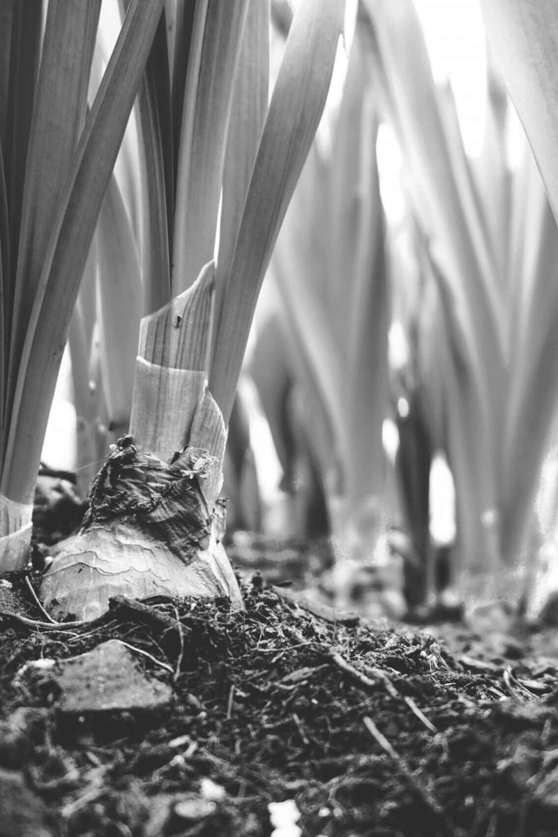 Le compost et les jardins partagés à Paris