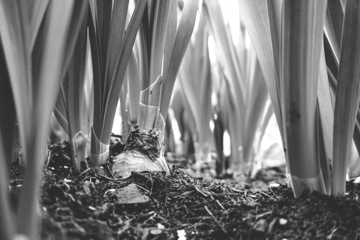 Le compost et les jardins partagés à Paris
