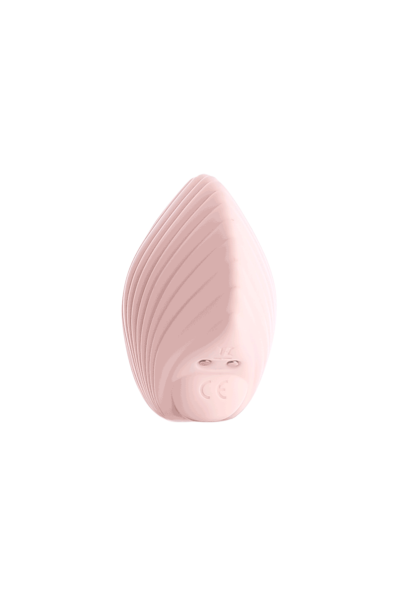 Sandy The Shell